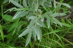 Salix lapponum