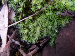 Bartramia nothostricta