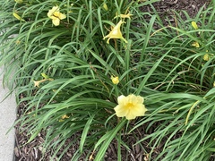 Hemerocallis