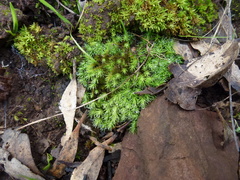 Bartramia nothostricta