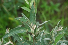 Salix lapponum