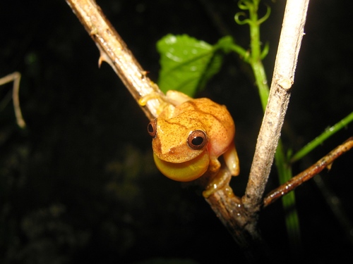 Taylor's Yellow Tree Frog