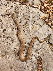 Crotalus intermedius