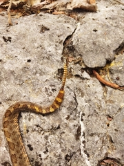 Crotalus intermedius