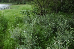 Salix lapponum