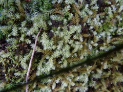 Pseudoleskeopsis imbricata