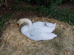 Cygnus olor