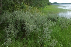 Salix lapponum
