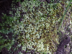 Pseudoleskeopsis imbricata