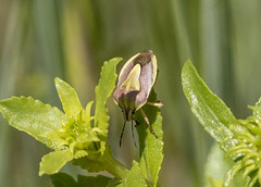 Antheminia eurynota