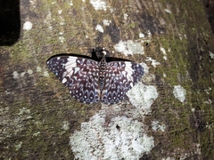 Hamadryas amphinome