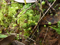 Bartramia nothostricta