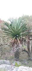 Furcraea longaeva