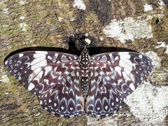 Hamadryas amphinome
