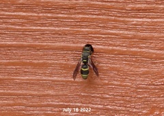 Euodynerus nipanicus