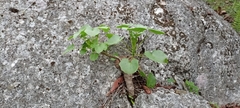 Pittocaulon praecox