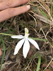 Caladenia picta