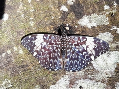 Hamadryas amphinome
