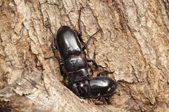 Serrognathus consentaneus