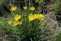 Takhtajaniantha austriaca