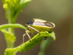 Antheminia eurynota