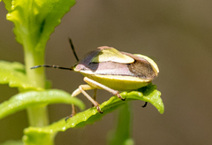 Antheminia eurynota