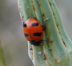 Coccinella monticola