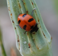 Coccinella monticola