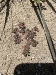 Euphorbia maculata
