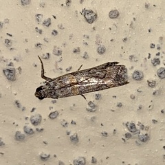 Olybria aliculella