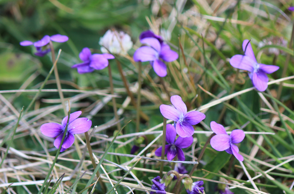 Mountain Violet from Tamboritha VIC 3858, Australia on November 29 ...