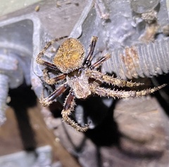 Araneus andrewsi