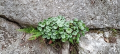 Peperomia bracteata