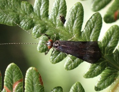 Mystacides azureus