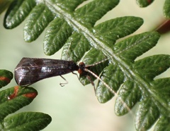 Mystacides azureus