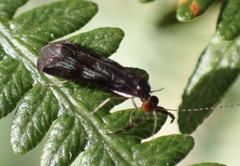 Mystacides azureus