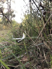 Caladenia picta