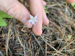 Campanula scouleri