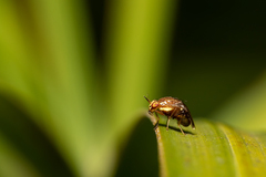 Steganopsis melanogaster
