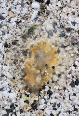 Phacellophora camtschatica