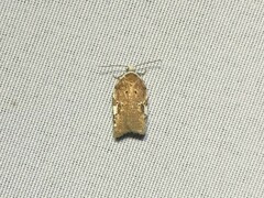 Acleris cervinana