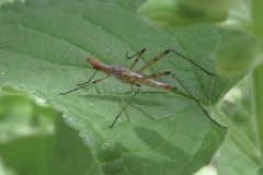 Micropeza stigmatica