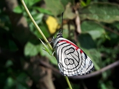 Diaethria candrena