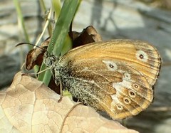 Coenonympha corinna