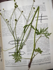 Ranunculus