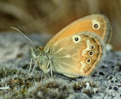 Coenonympha corinna