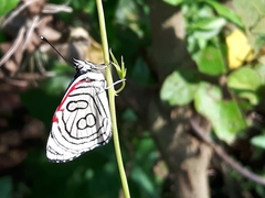 Diaethria candrena