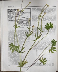 Ranunculus monophyllus