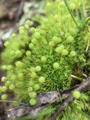 Bartramia nothostricta