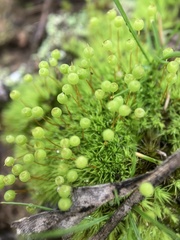 Bartramia nothostricta